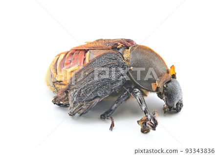Hercules beetle Emergence Hercules beetle Emergence 93343836