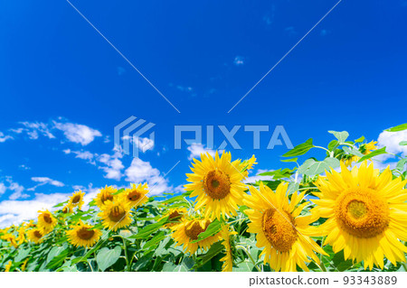 [夏季材料] 明野向日葵田和藍天[山梨縣] 93343889