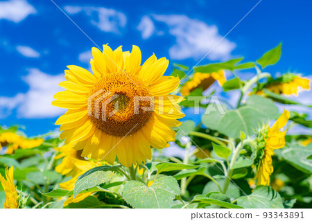 [Summer material] Akeno sunflower field and blue sky [Yamanashi Prefecture] 93343891