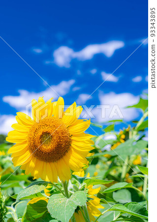 [Summer material] Akeno sunflower field and blue sky [Yamanashi Prefecture] 93343895