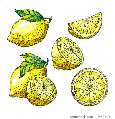 lemon yellow fruit set sketch hand drawn vector lemon yellow fruit set sketch hand drawn vector 93343950