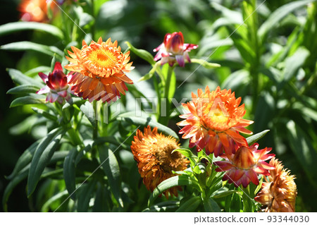 Helichrysum (Cororo) 93344030