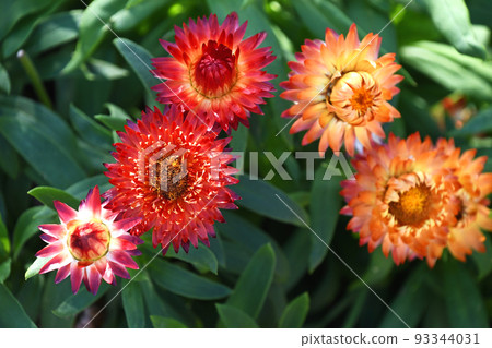 蠟菊（科羅羅） 93344031