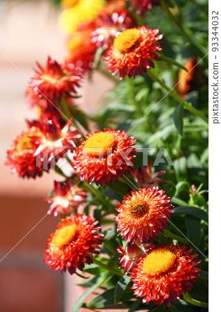 Helichrysum (Cororo) Helichrysum (Cororo) 93344032