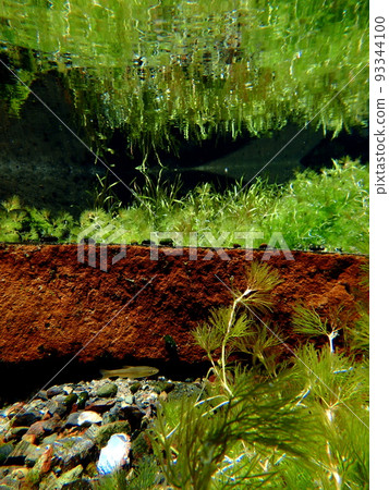 初夏的水下，小魚游泳 93344100