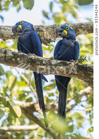 Hyacinth Macaw couple mating,Pantanal Forest, Brazil Hyacinth Macaw couple mating,Pantanal Forest, Brazil 93344244