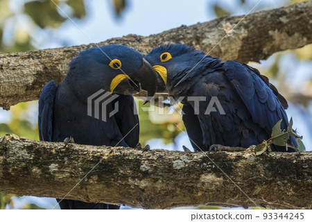 Hyacinth Macaw couple mating,Pantanal Forest, Brazil Hyacinth Macaw couple mating,Pantanal Forest, Brazil 93344245