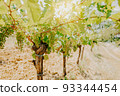 Vineyards, vine lit by the sun. Summertime 93344454