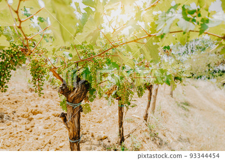 Vineyards, vine lit by the sun. Summertime Vineyards, vine lit by the sun. Summertime 93344454