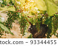 Vineyards, vine lit by the sun. Summertime 93344455