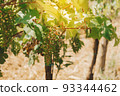 Vineyards, vine lit by the sun. Summertime 93344462