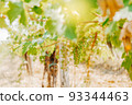 Vineyards, vine lit by the sun. Summertime 93344463