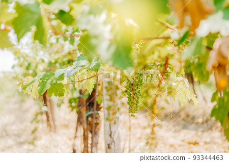 Vineyards, vine lit by the sun. Summertime 93344463