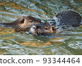 Nutria swimming in the river. City river with nutrias. Summertime 93344464