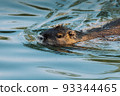 Nutria swimming in the river. City river with nutrias. Summertime 93344465