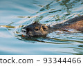 Nutria swimming in the river. City river with nutrias. Summertime 93344466