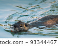 Nutria swimming in the river. City river with nutrias. Summertime 93344467
