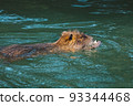 Nutria swimming in the river. City river with nutrias. Summertime 93344468