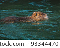 Nutria swimming in the river. City river with nutrias. Summertime 93344470