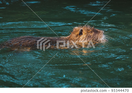 Nutria swimming in the river. City river with nutrias. Summertime 93344470