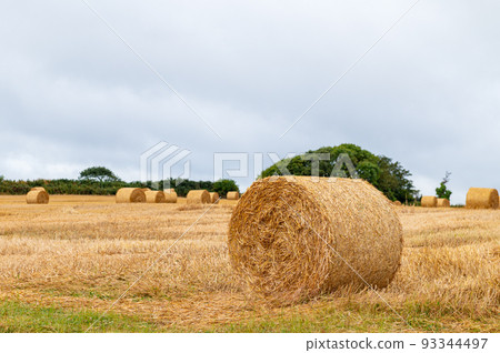 Hay rolls in the field Hay rolls in the field 93344497