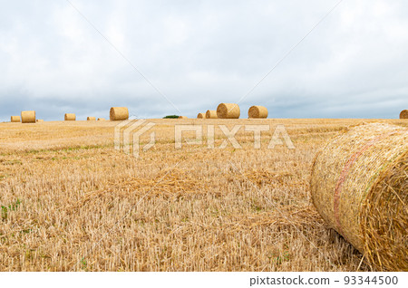 Hay rolls in the field Hay rolls in the field 93344500