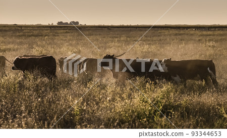 Argentine meat production,cows fed on natural grass. Argentine meat production,cows fed on natural grass. 93344653
