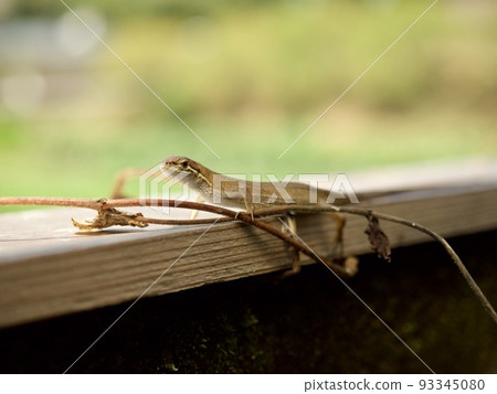 Japanese lizard lizard Japan landscape lizard and ant ant nature summer creatures 93345080