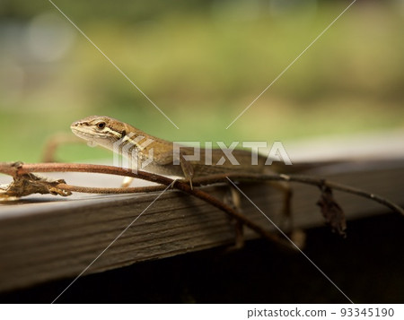 Japanese lizard lizard reptile nature Japanese lizard lizard reptile nature 93345190