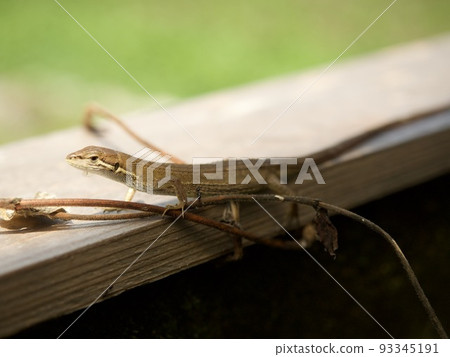 日本蜥蜴蜥蜴爬行動物自然 日本蜥蜴蜥蜴爬行動物自然 93345191