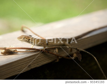 日本蜥蜴蜥蜴爬行動物自然 93345193