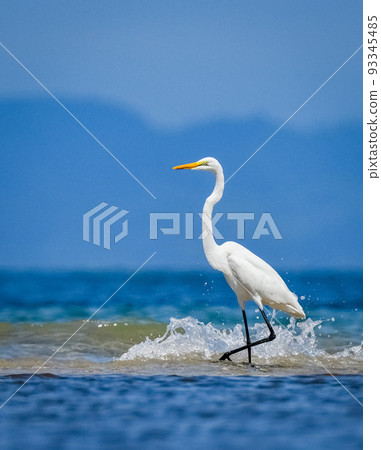 Daisuke Daisuke 93345485