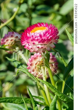 盛開的蠟菊 盛開的蠟菊 93345622