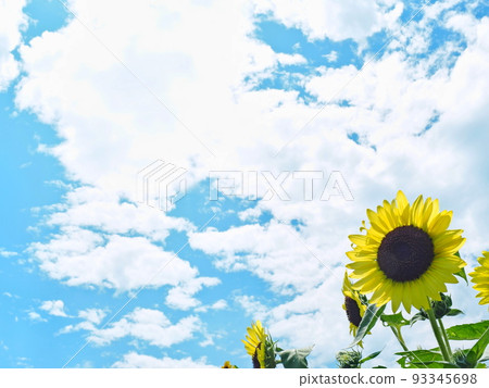 向日葵田 向日葵田 93345698