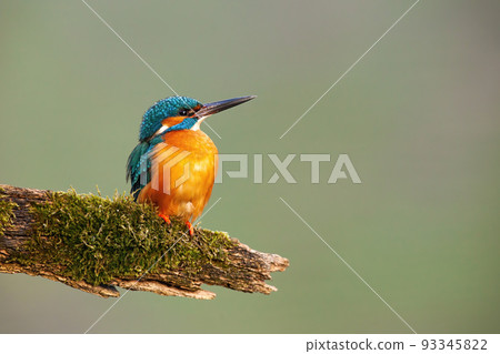 Common kingfisher with vivid feathers sitting on a branch covered in green moss 93345822