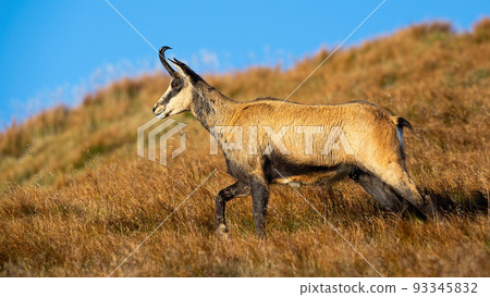 Tatra chamois walking among dry yellow grass on an alpine hillside 93345832