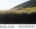 Pampas grass lit by the setting sun Autumn scenery 93345841