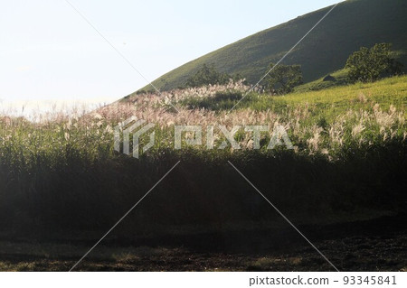 Pampas grass lit by the setting sun Autumn scenery Pampas grass lit by the setting sun Autumn scenery 93345841