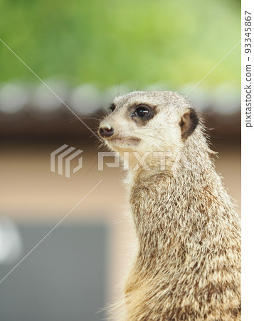 meerkat  93345867