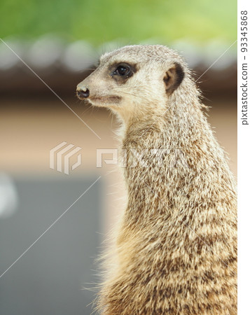 meerkat  93345868