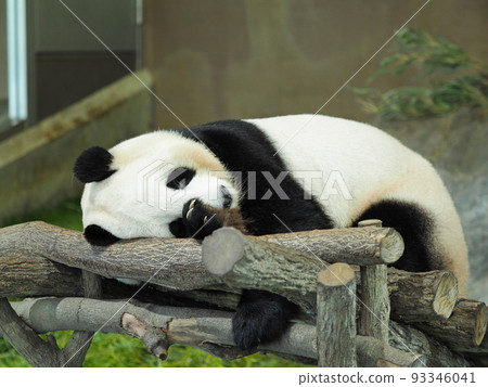 Panda sleeping Panda sleeping 93346041
