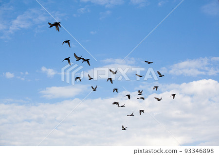 A flock of flying doves in the sky. A photo A flock of flying doves in the sky. A photo 93346898