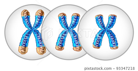 Telomere Shortening 93347218