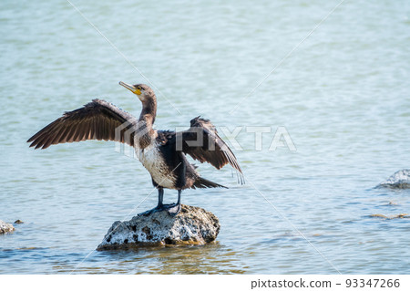 Great cormorant, Phalacrocorax carbo, sits on stone and dries its wings on the wind. Great cormorant, Phalacrocorax carbo, sits on stone and dries its wings on the wind. 93347266