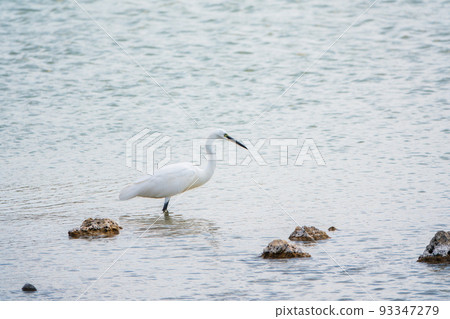 The small white heron or Little egret stands in the lake The small white heron or Little egret stands in the lake 93347279