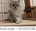long-haired munchkin kitten 93347298