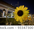 Sunflower of the night 93347300