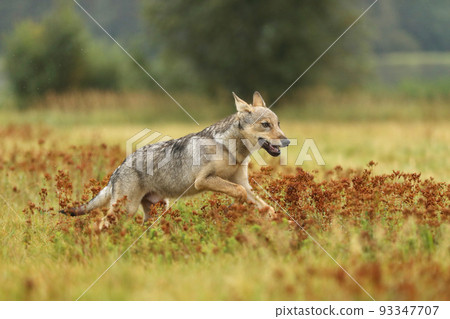 Wolf from Finland. Gray wolf, Canis lupus, in the summer morning light, on the meadow. Wolf in the nature habitat. Wild animal in the Finland taiga. Wildlife nature, Europe 93347707