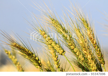 成熟的金黃色小麥穗,藍天為背景 成熟的金黃色小麥穗,藍天為背景 93347896