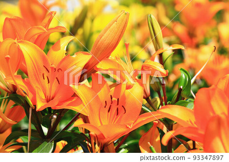 綻放的麝香百合花,鐵砲百合花,復活節百合花,喇叭百合花,聖母之花 綻放的麝香百合花,鐵砲百合花,復活節百合花,喇叭百合花,聖母之花 93347897